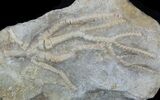 Detailed Fossil Crinoid (Culmicrinus) - Alabama #58269-1